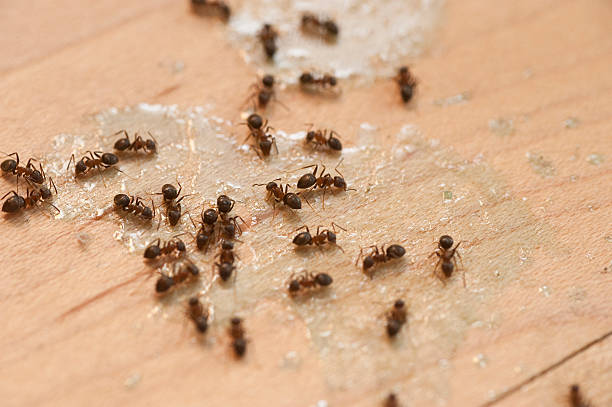 Best Wildlife Control Services  in North Bonneville, WA