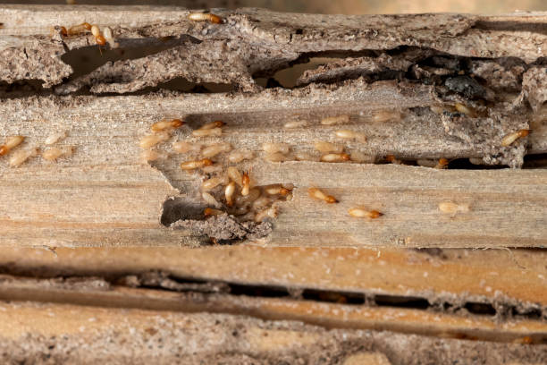 Best Termite Control Services  in North Bonneville, WA